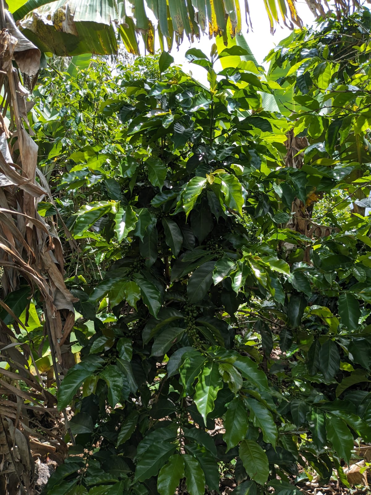 Barista preparando café artesanal